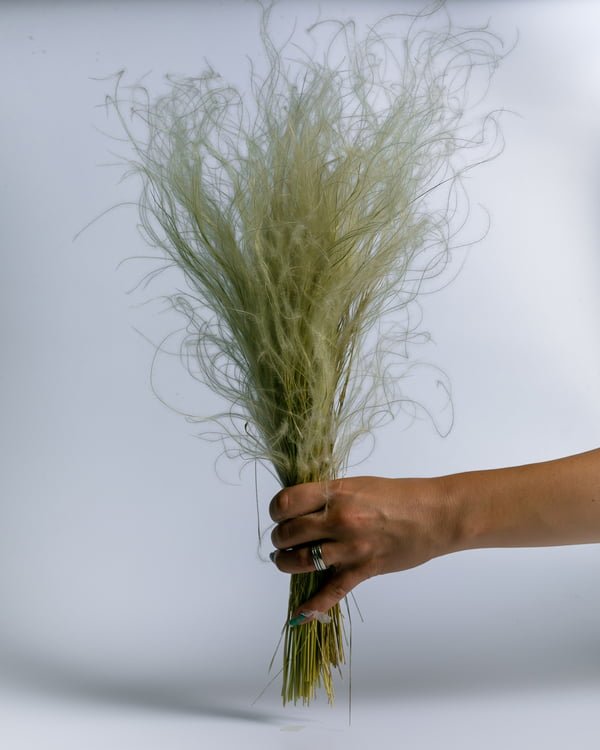 Stipa Pennata -fjädergräs – Naturell, Flora Grossist, torkade-blommor