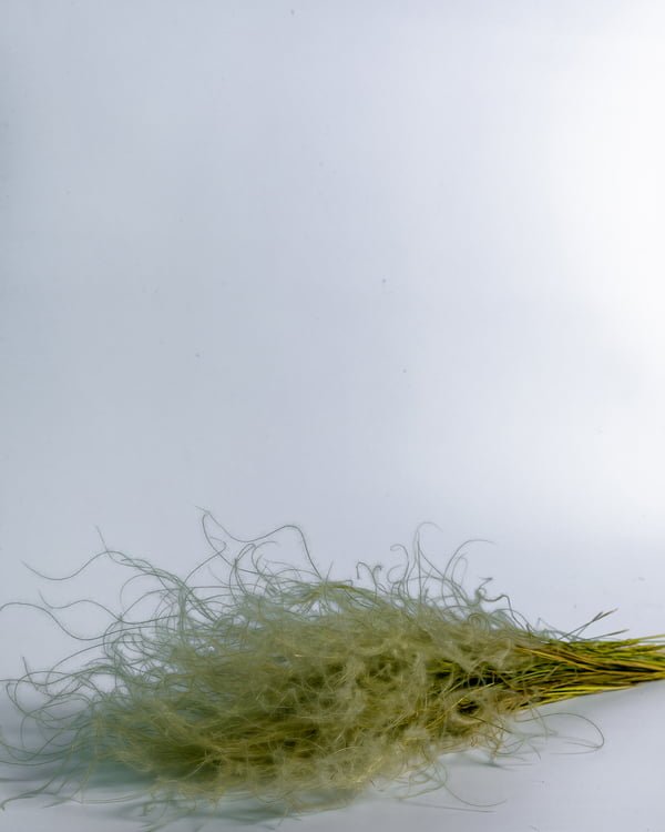 Stipa Pennata -fjädergräs – Naturell, Flora Grossist, torkade-blommor