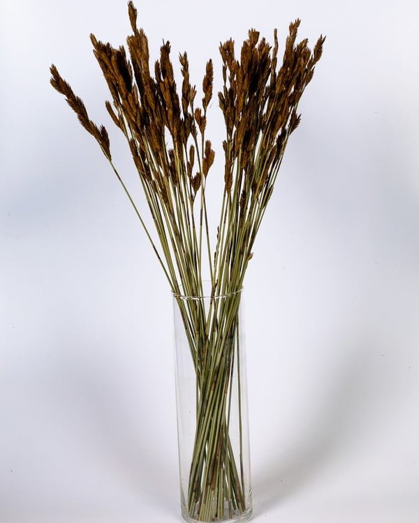Thatch Reed Naturell – Torkade Blommor, Flora Grossist, torkade-blommor