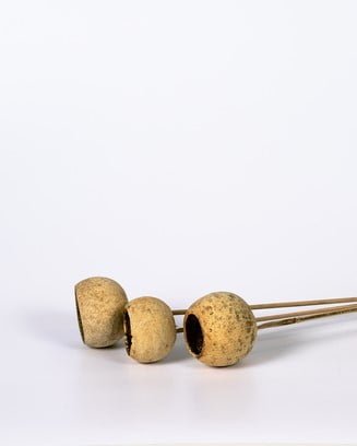 Bell Cup 3 St. – Naturell, Flora Grossist, torkade-blommor