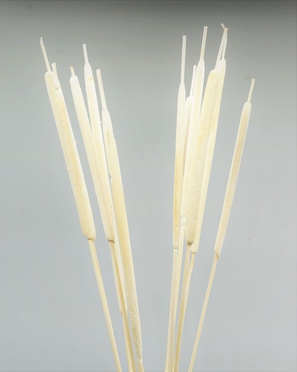 Bredkaveldun Blekt Vit 20 St.- Torkade Blommor, Flora Grossist, torkade-blommor