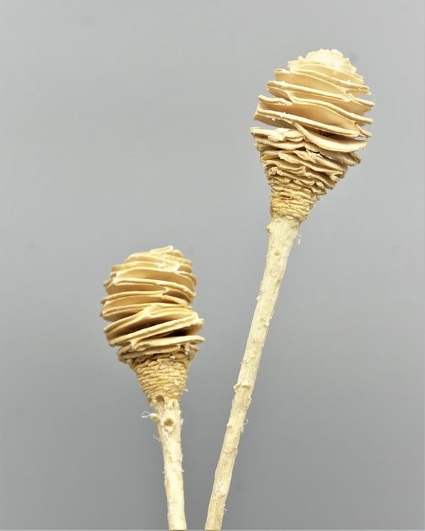 Honungssked – Blekt Vit, Flora Grossist, torkade-blommor