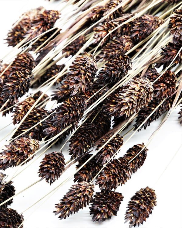 Phalaris Mörkbrun – Torkade Blommor, Flora Grossist, torkade-blommor