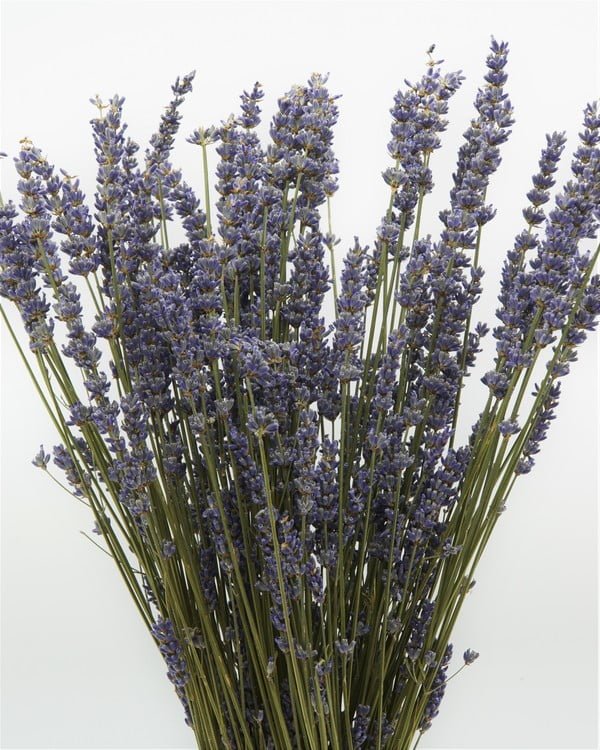 Lavendel Naturell Super- Torkade Blommor, Flora Grossist, torkade-blommor