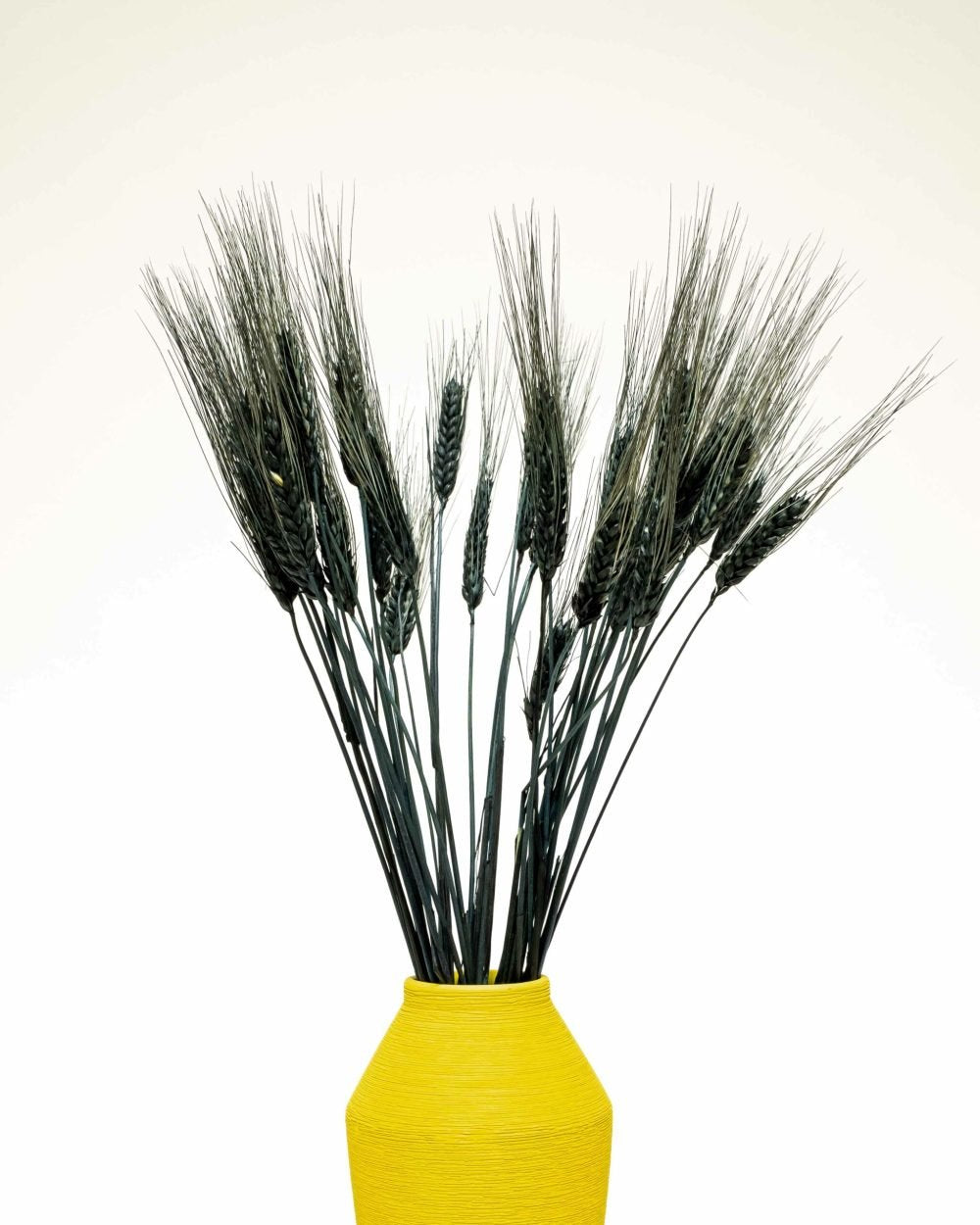 Vete Triticum Svart – Torkade Blommor, Flora Grossist, torkade-blommor