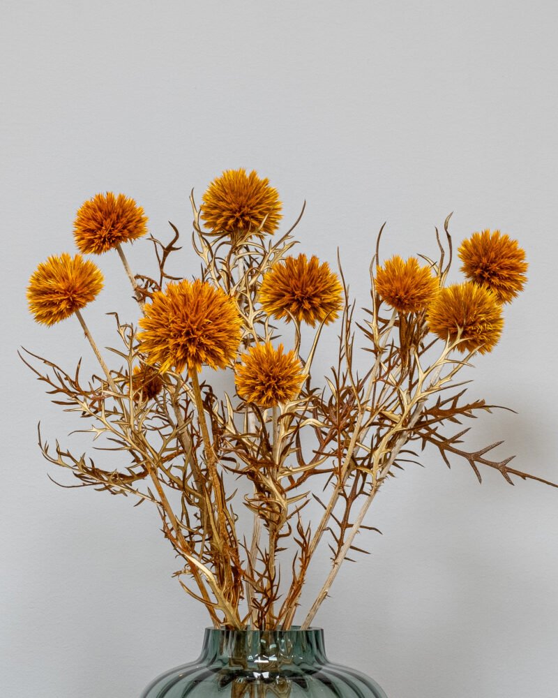 Bolltistel Gigant – Orange – Torkade Blommor, Flora Grossist, torkade-blommor