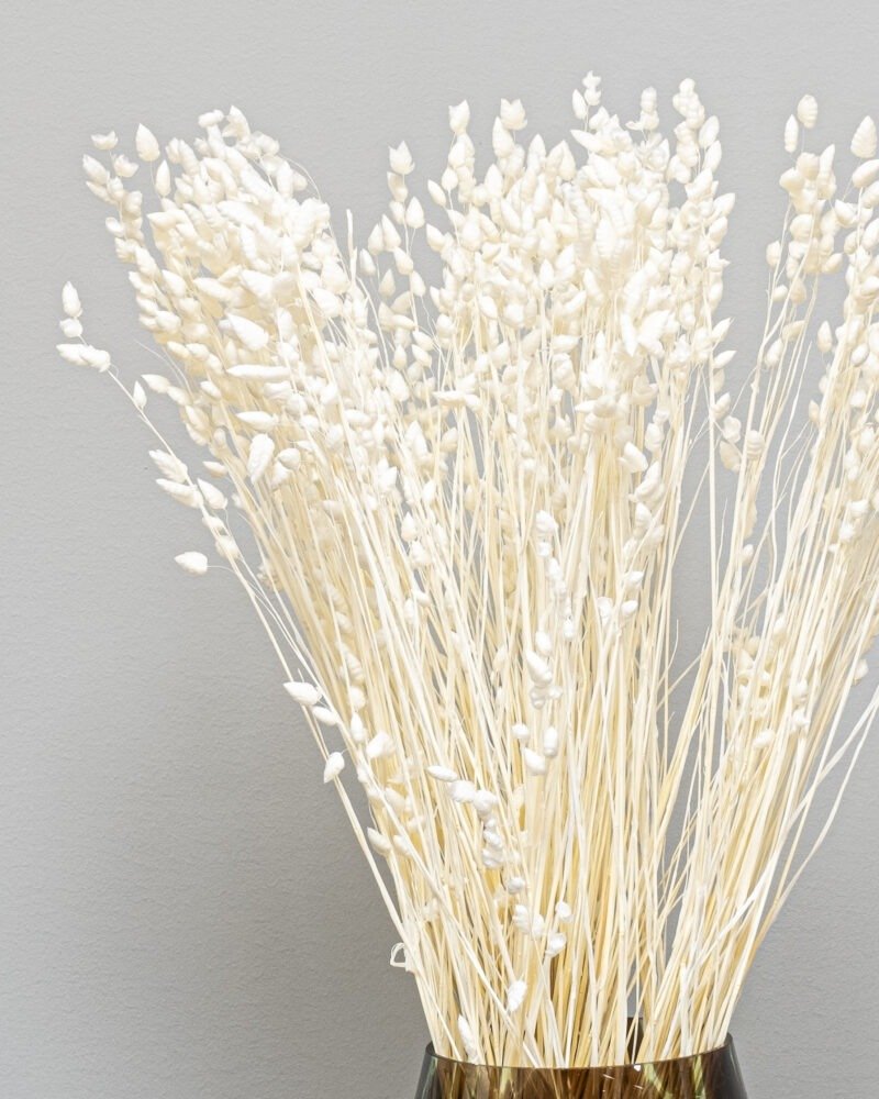 Briza Vit – Torkade Blommor, Flora Grossist, torkade-blommor