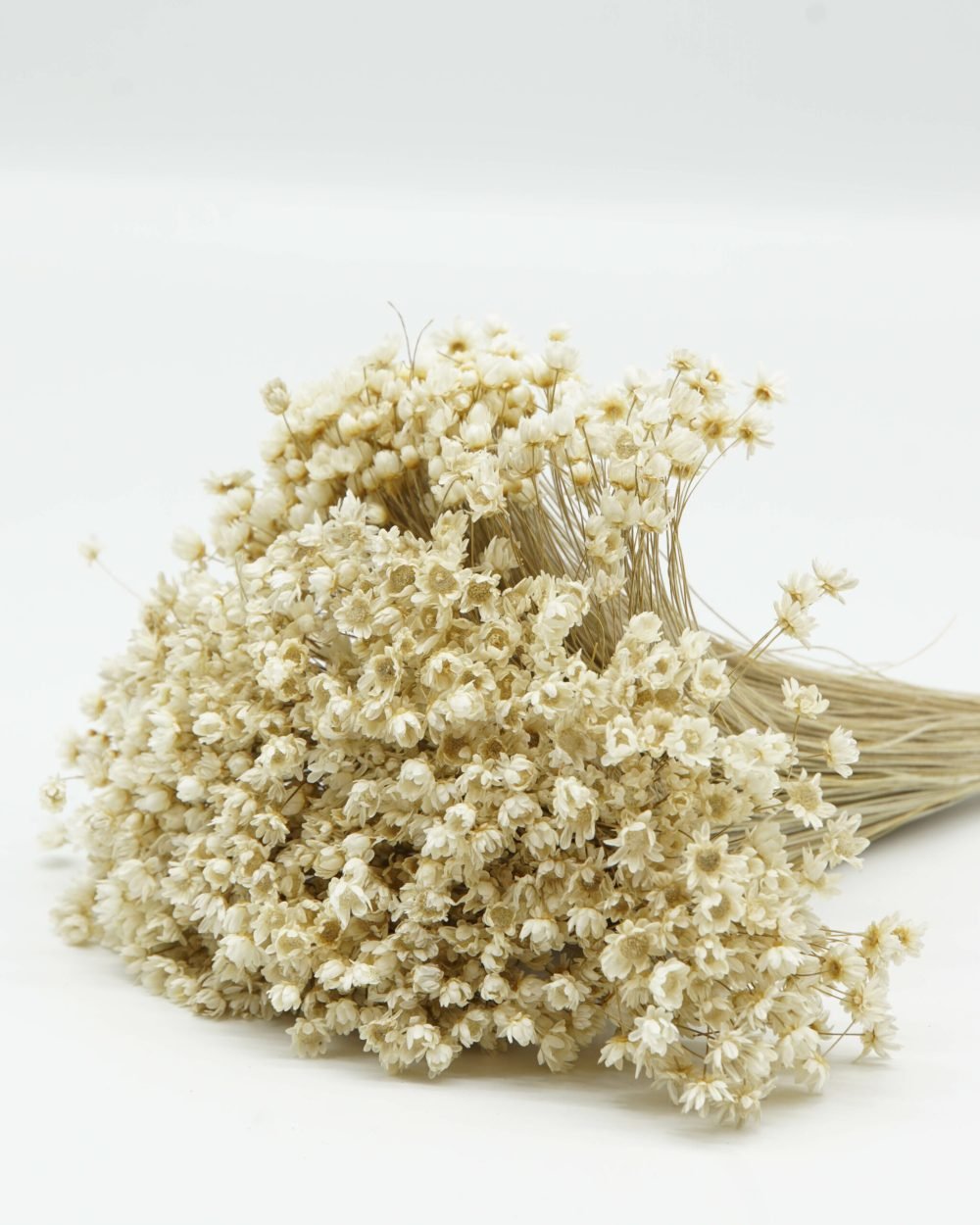 Marcela Naturell – Torkade Blommor, Flora Grossist, torkade-blommor