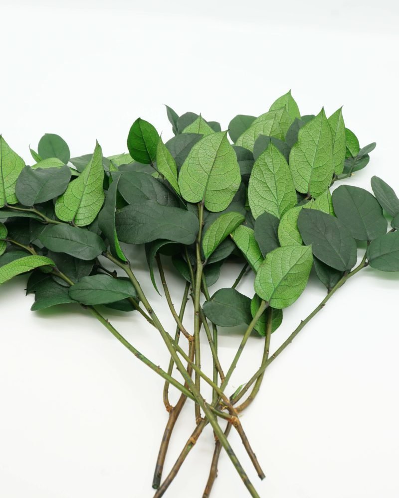 Konserverad Vaktelbär – Salal, Flora Grossist, konserverade-blommor