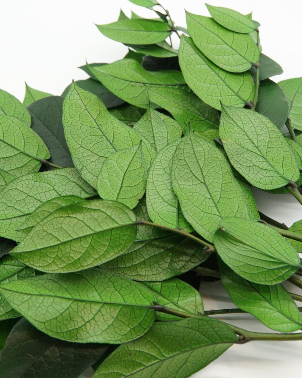 Konserverad Vaktelbär – Salal, Flora Grossist, konserverade-blommor