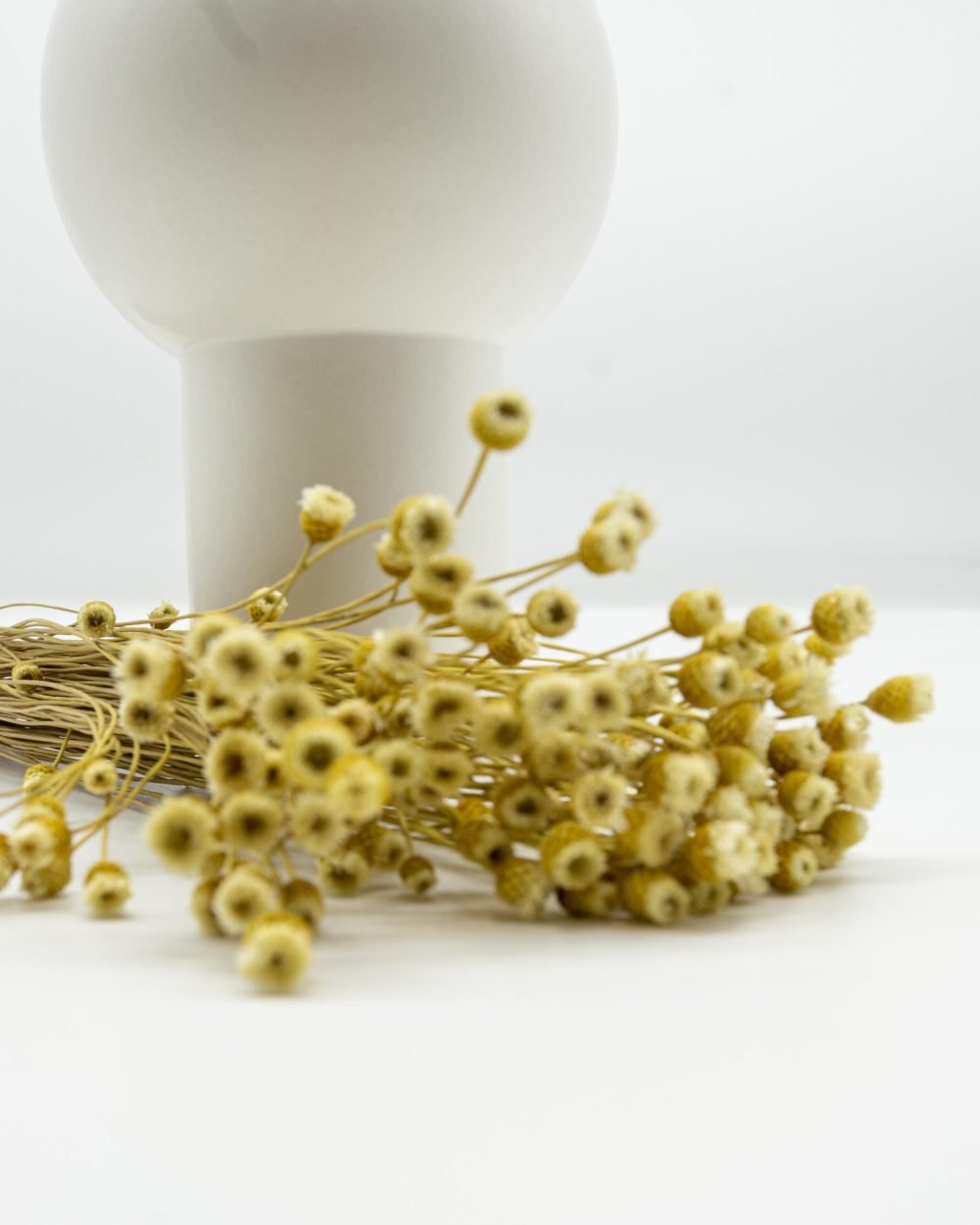 Jazilda Naturell Vit – Torkade Blommor, Flora Grossist, torkade-blommor