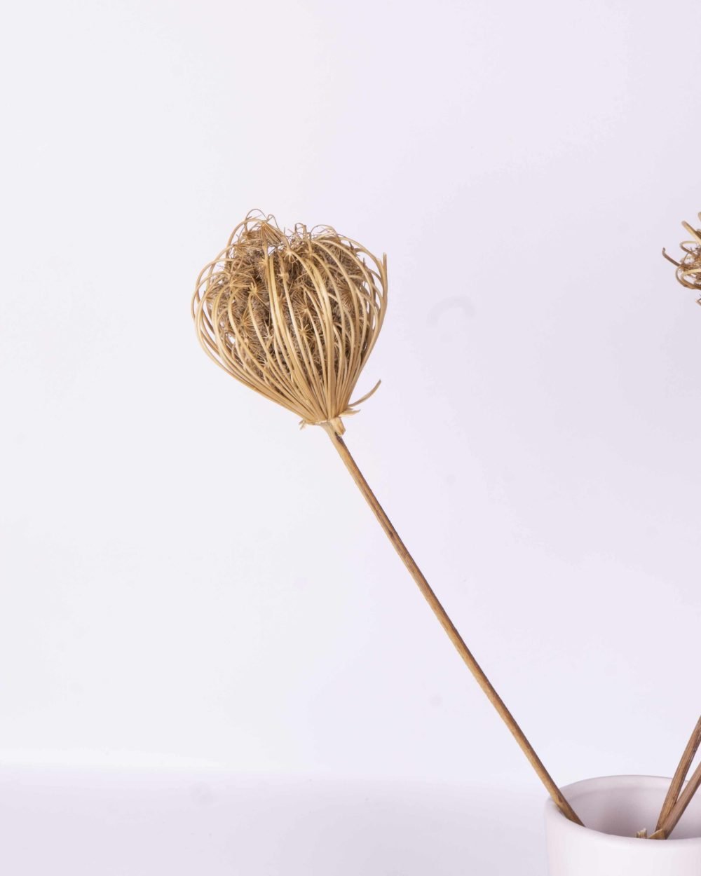 Ammi Majus Naturell 3 St., Flora Grossist, torkade-blommor