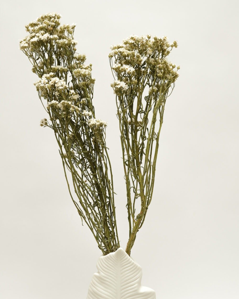 Ixodia Naturell Vit – 1 St, Flora Grossist, torkade-blommor