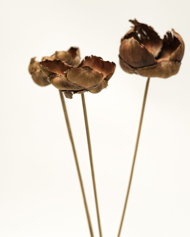 Palmcup Naturell – 3 St., Flora Grossist, torkade-blommor