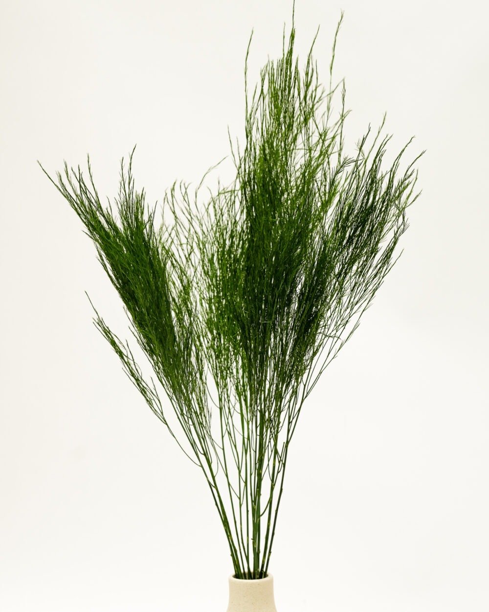 Konserverad Tiki Fern, Flora Grossist, konserverade-blommor