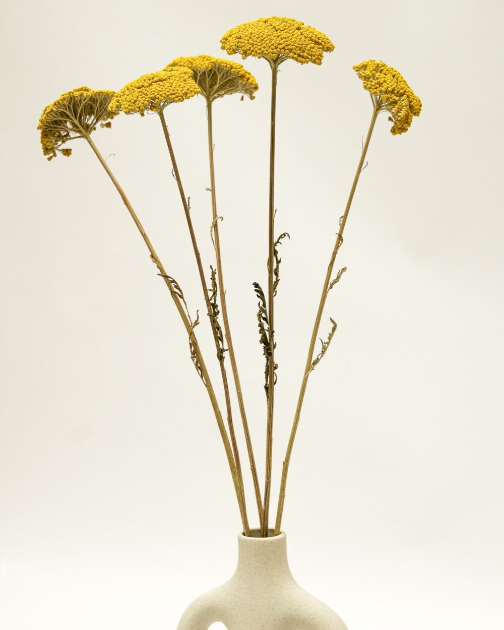 Achillea Naturell – 5 St, Flora Grossist, torkade-blommor