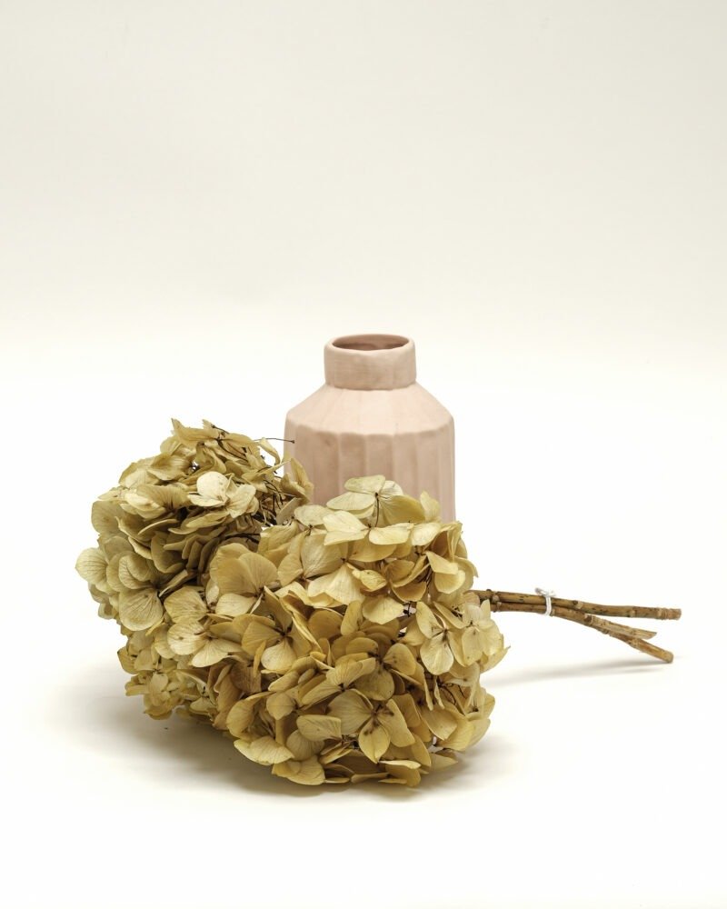 Konserverade Hortensia Naturell, Flora Grossist, konserverade-blommor