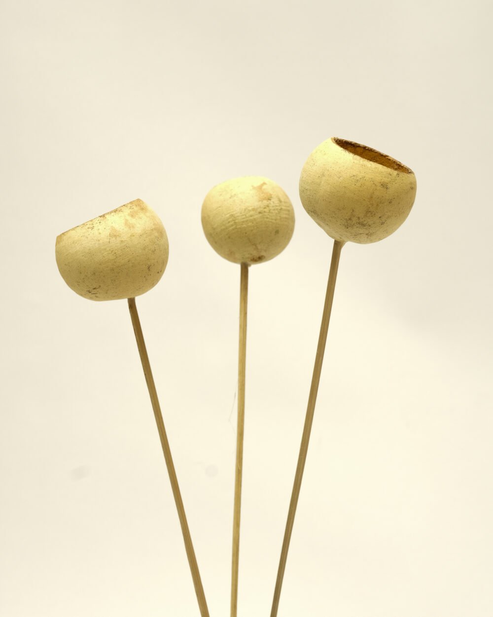 Bell Cup 3 St. – Naturell, Flora Grossist, torkade-blommor