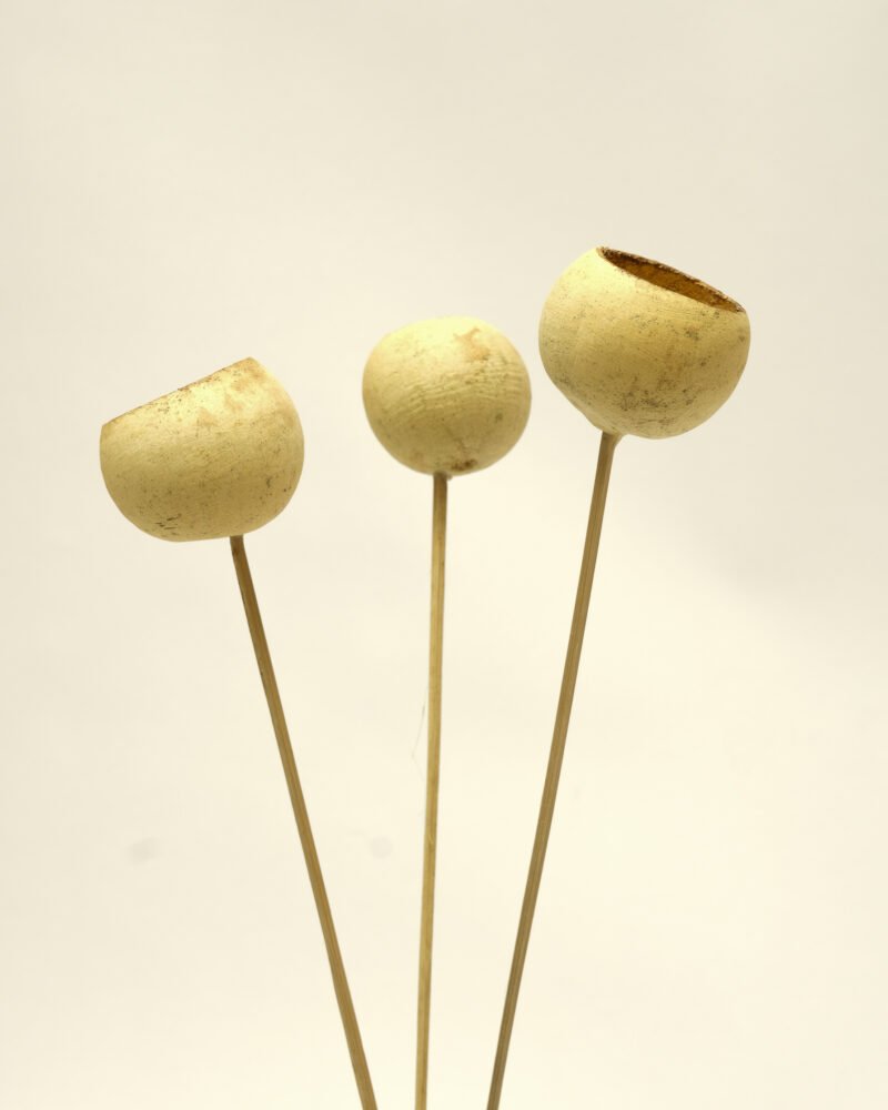 Bell Cup 3 St. – Naturell, Flora Grossist, torkade-blommor