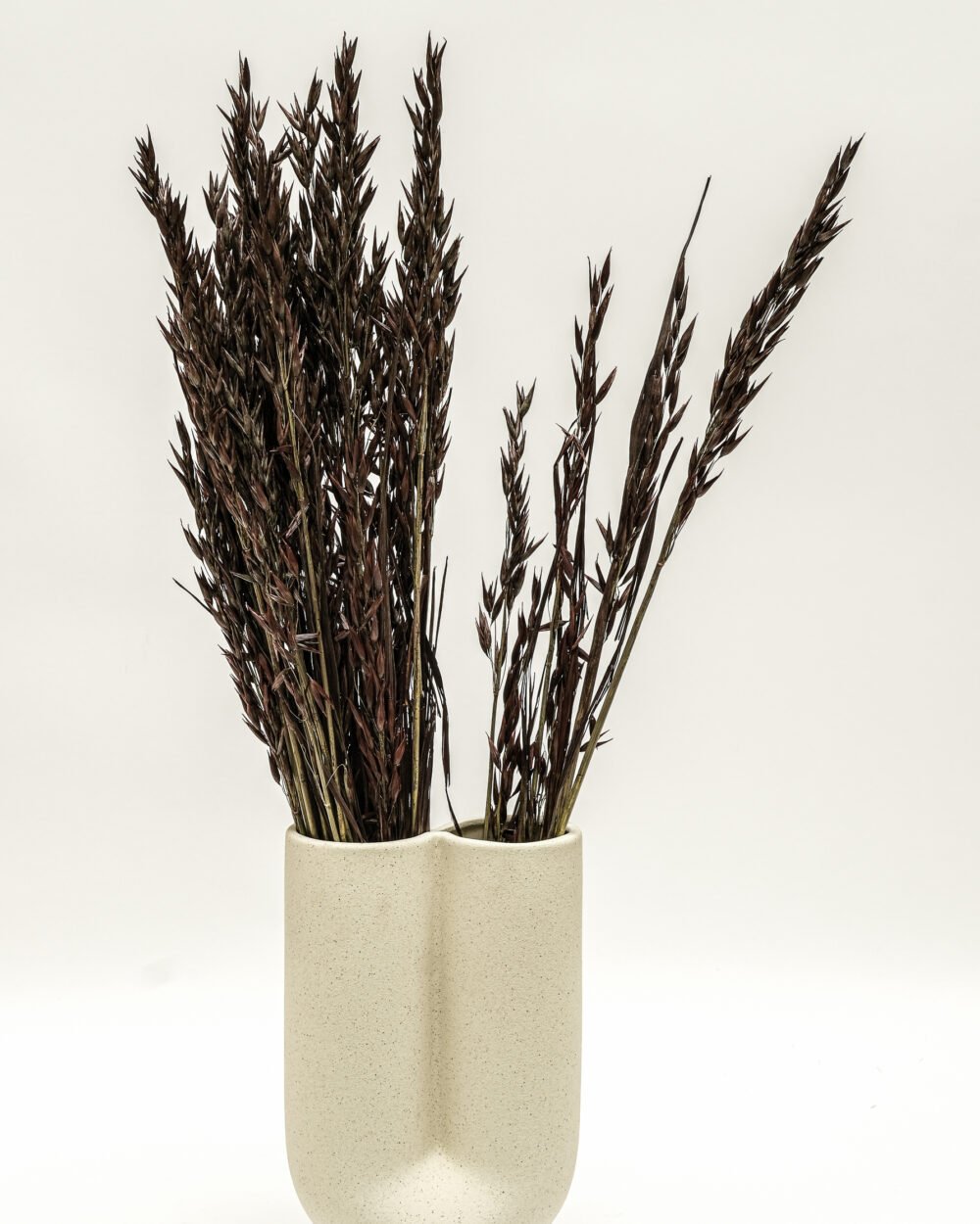 Havre Mörkbrun – Torkade Blommor, Flora Grossist, torkade-blommor