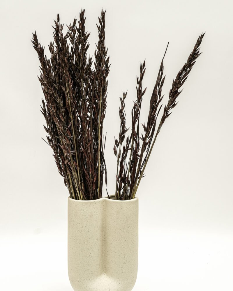 Havre Mörkbrun – Torkade Blommor, Flora Grossist, torkade-blommor