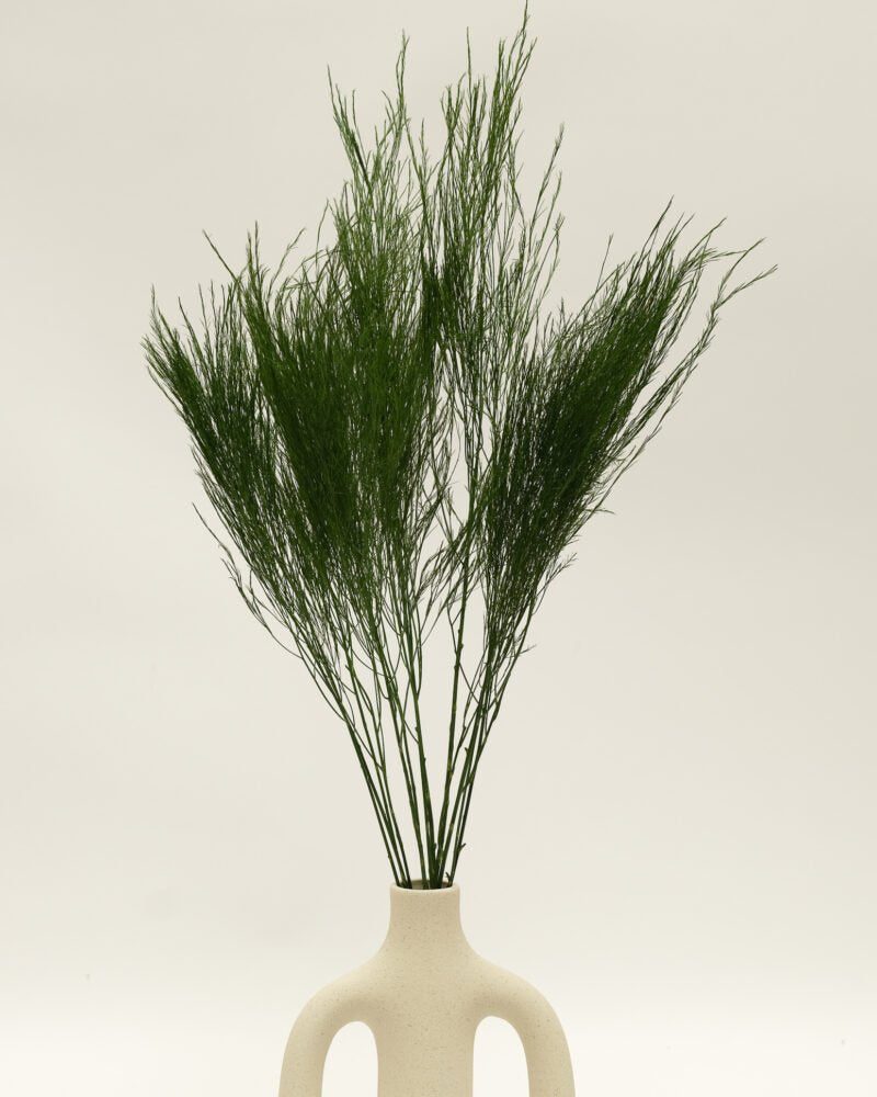 Konserverad Tiki Fern, Flora Grossist, konserverade-blommor