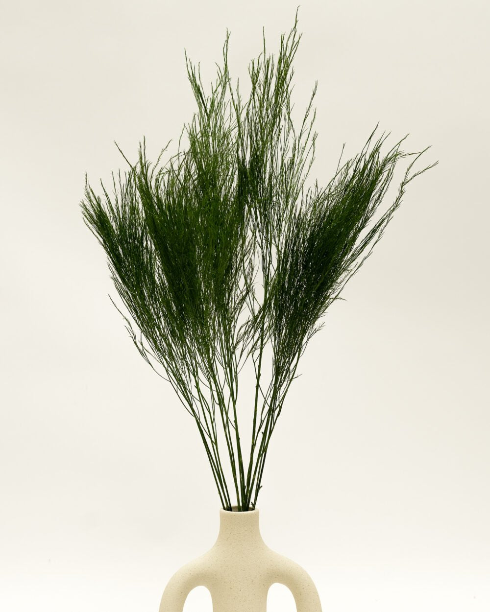 Konserverad Tiki Fern, Flora Grossist, konserverade-blommor