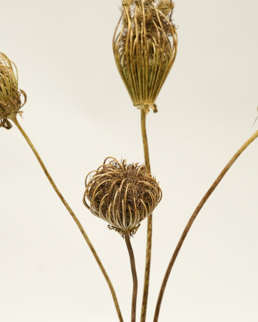 Ammi Majus Naturell 3 St., Flora Grossist, torkade-blommor