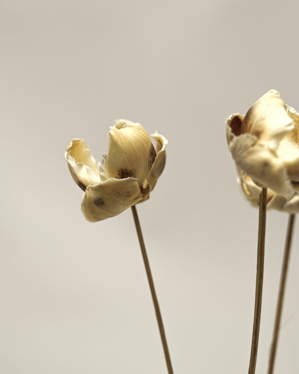 Palmcup Blekt – 3 St., Flora Grossist, torkade-blommor