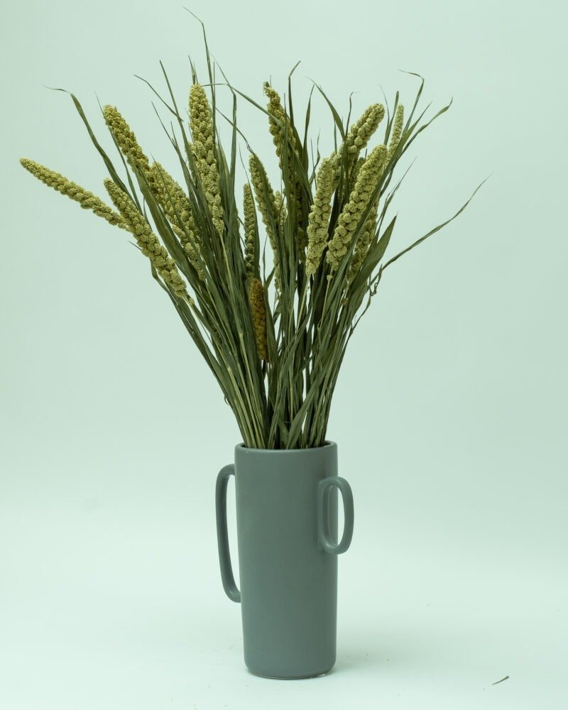 Sorghum Naturell – Torkade Blommor, Flora Grossist, torkade-blommor