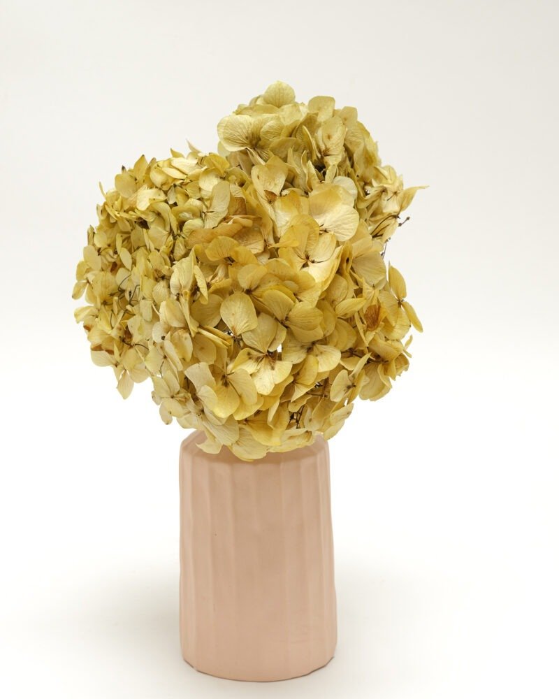 Konserverade Hortensia Naturell, Flora Grossist, konserverade-blommor