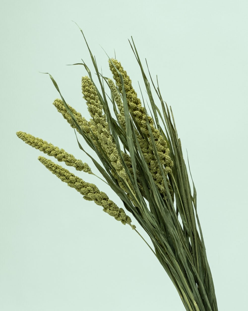 Sorghum Naturell – Torkade Blommor, Flora Grossist, torkade-blommor