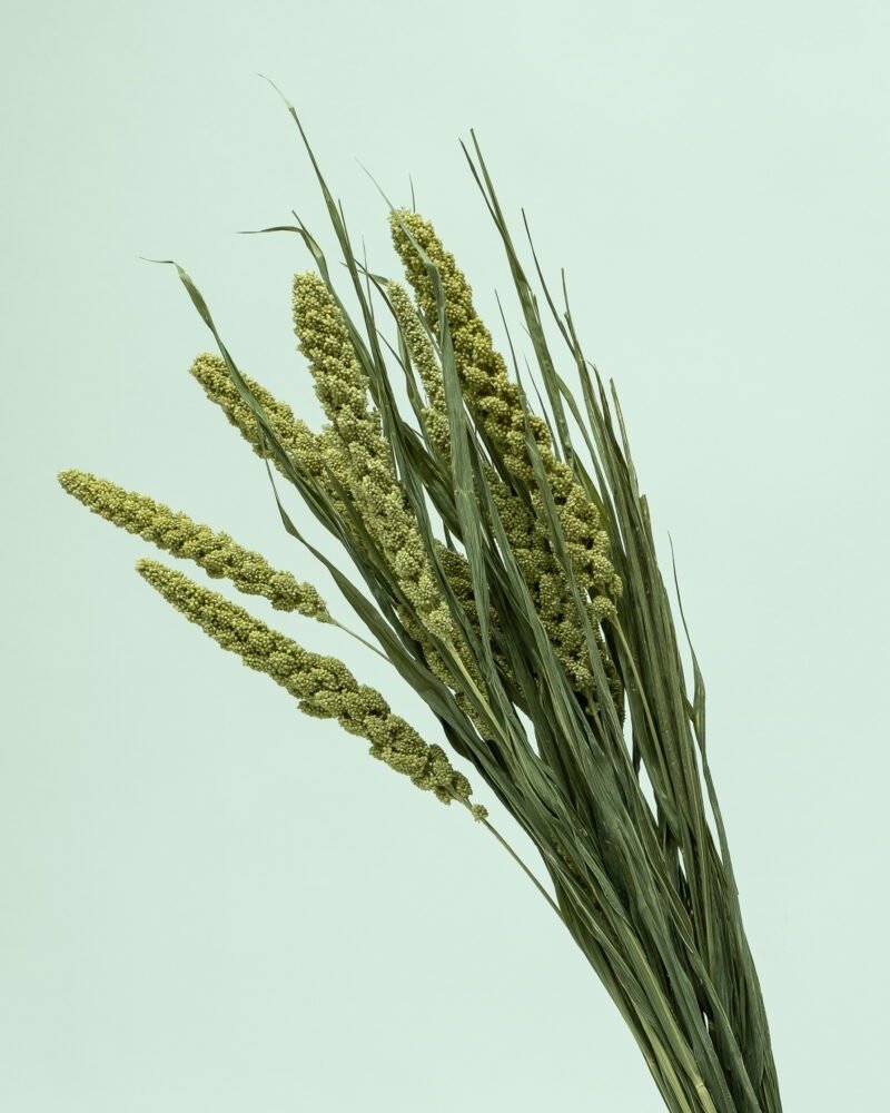 Sorghum Naturell – Torkade Blommor, Flora Grossist, torkade-blommor