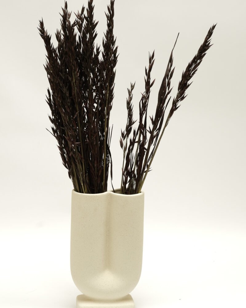 Havre Mörkbrun – Torkade Blommor, Flora Grossist, torkade-blommor