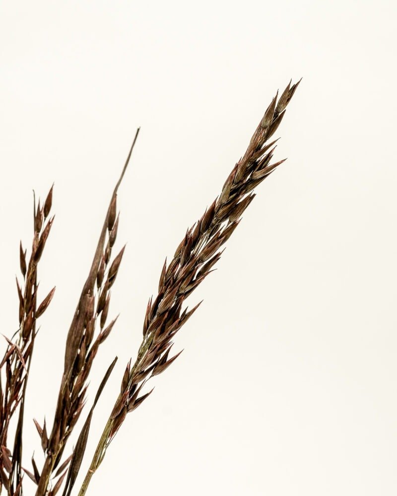 Havre Mörkbrun – Torkade Blommor, Flora Grossist, torkade-blommor