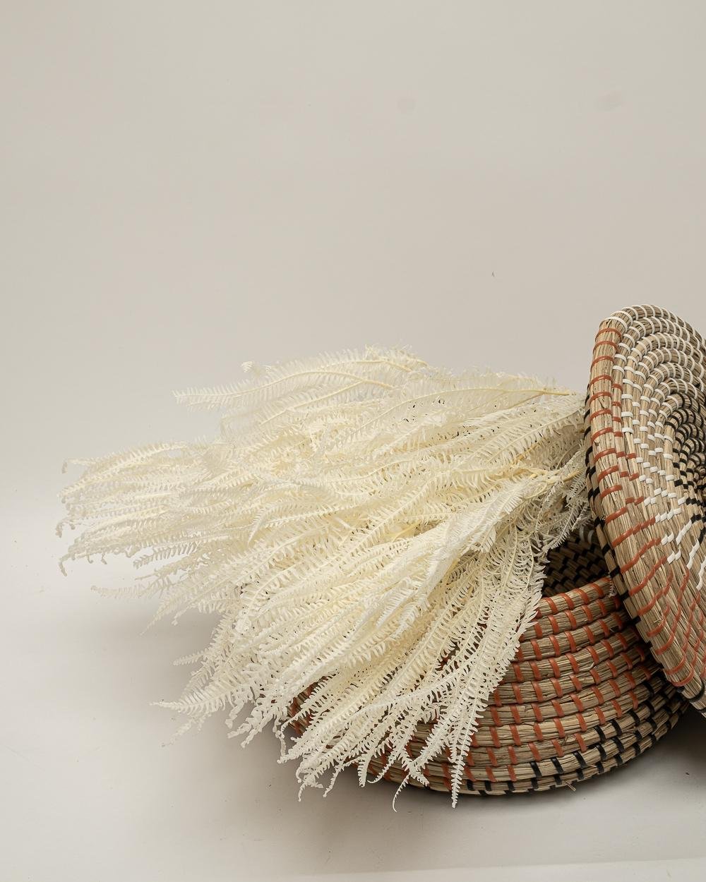 Helecho Fern – Blekt Vit, Flora Grossist, konserverade-blommor