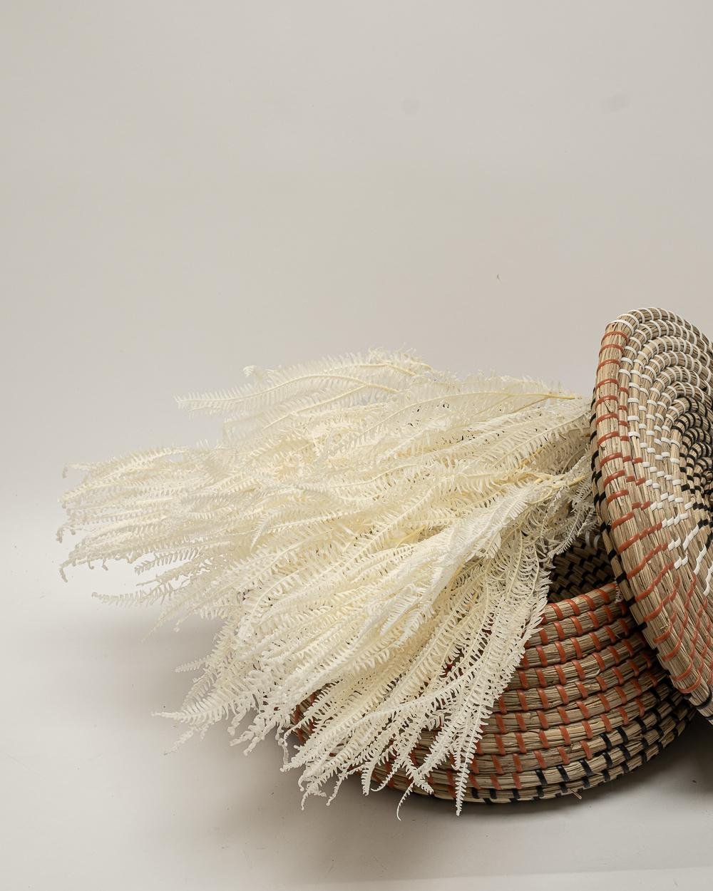 Helecho Fern – Blekt Vit, Flora Grossist, konserverade-blommor