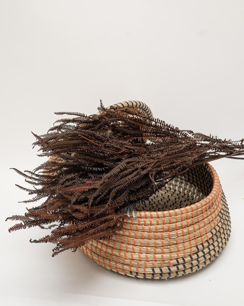 Helecho Fern – Mörkbrun, Flora Grossist, konserverade-blommor