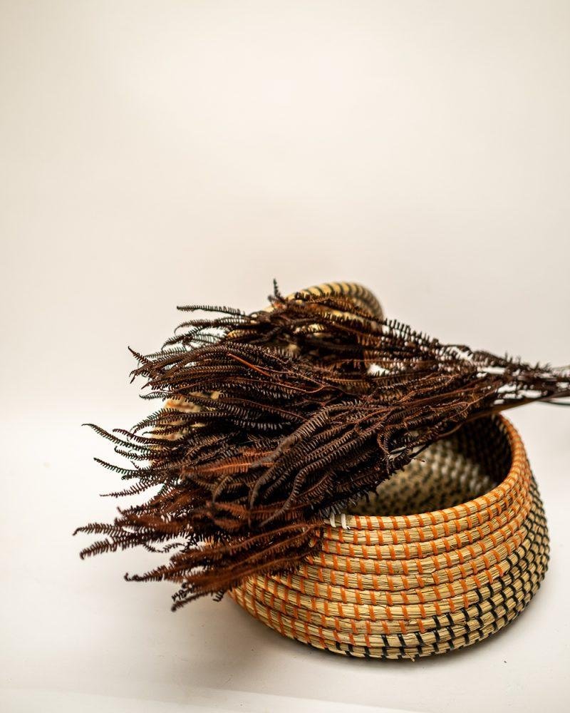 Helecho Fern – Mörkbrun, Flora Grossist, konserverade-blommor