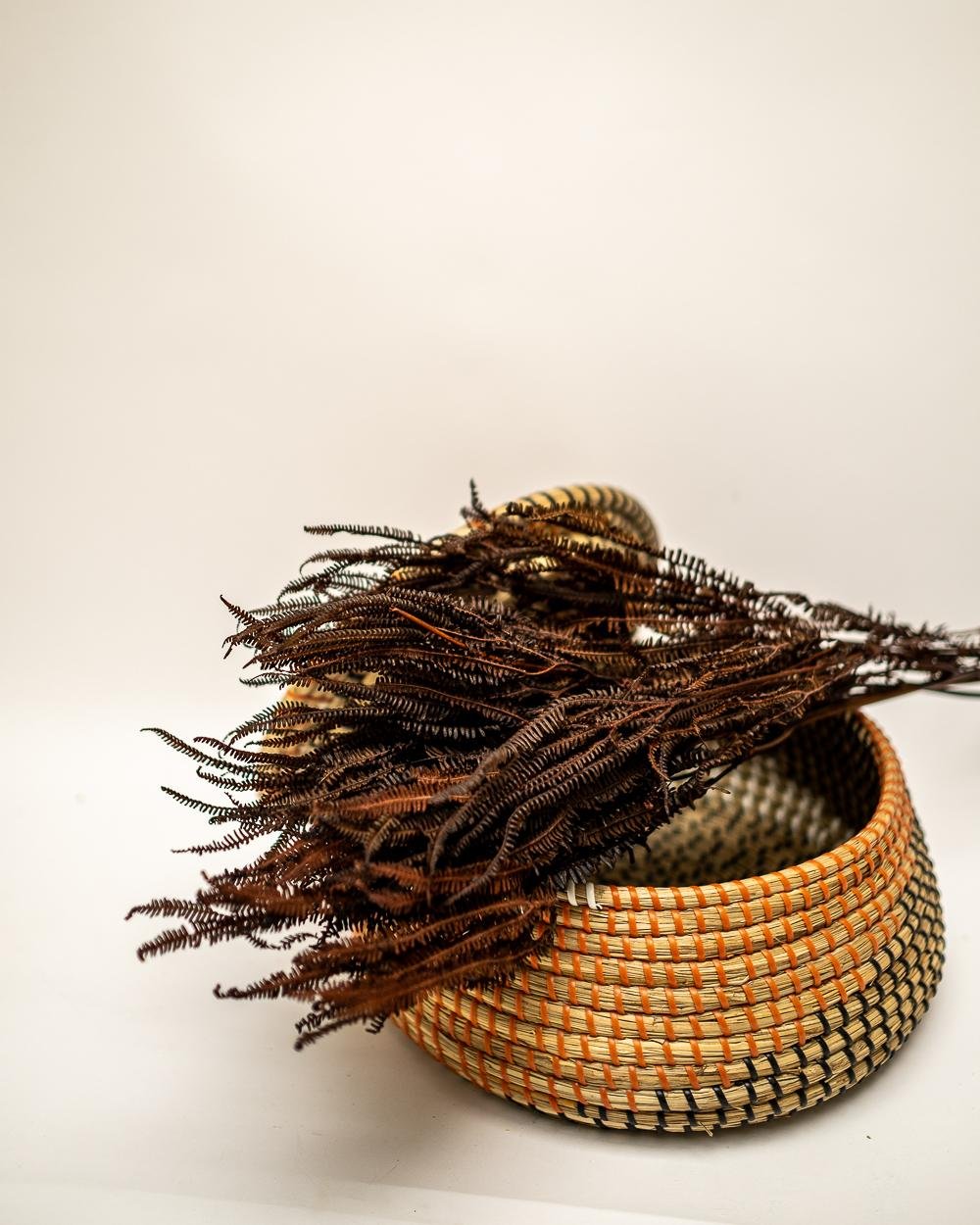 Helecho Fern – Mörkbrun, Flora Grossist, konserverade-blommor