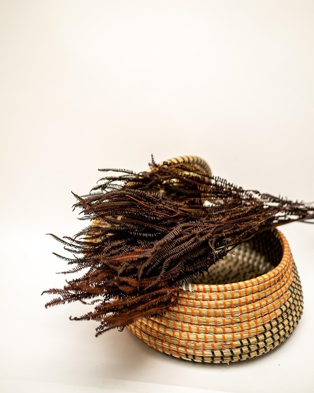 Helecho Fern – Mörkbrun, Flora Grossist, konserverade-blommor