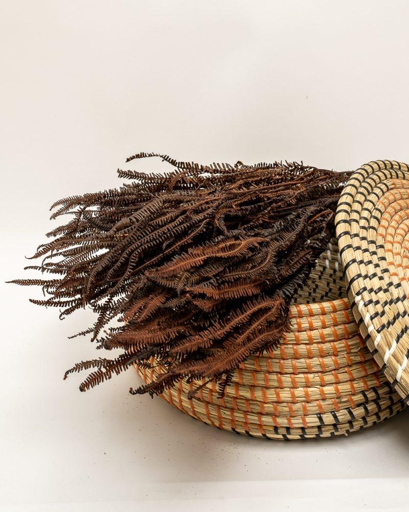 Helecho Fern – Mörkbrun, Flora Grossist, konserverade-blommor