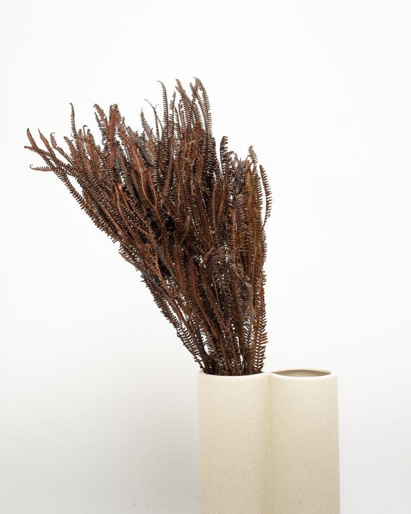 Helecho Fern – Mörkbrun, Flora Grossist, konserverade-blommor