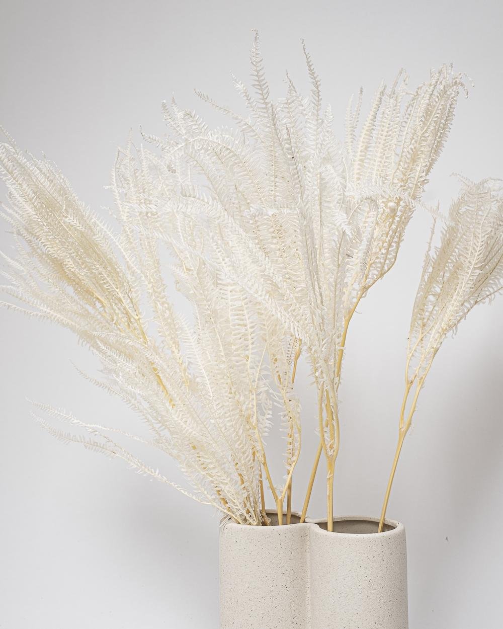 Helecho Fern – Blekt Vit, Flora Grossist, konserverade-blommor