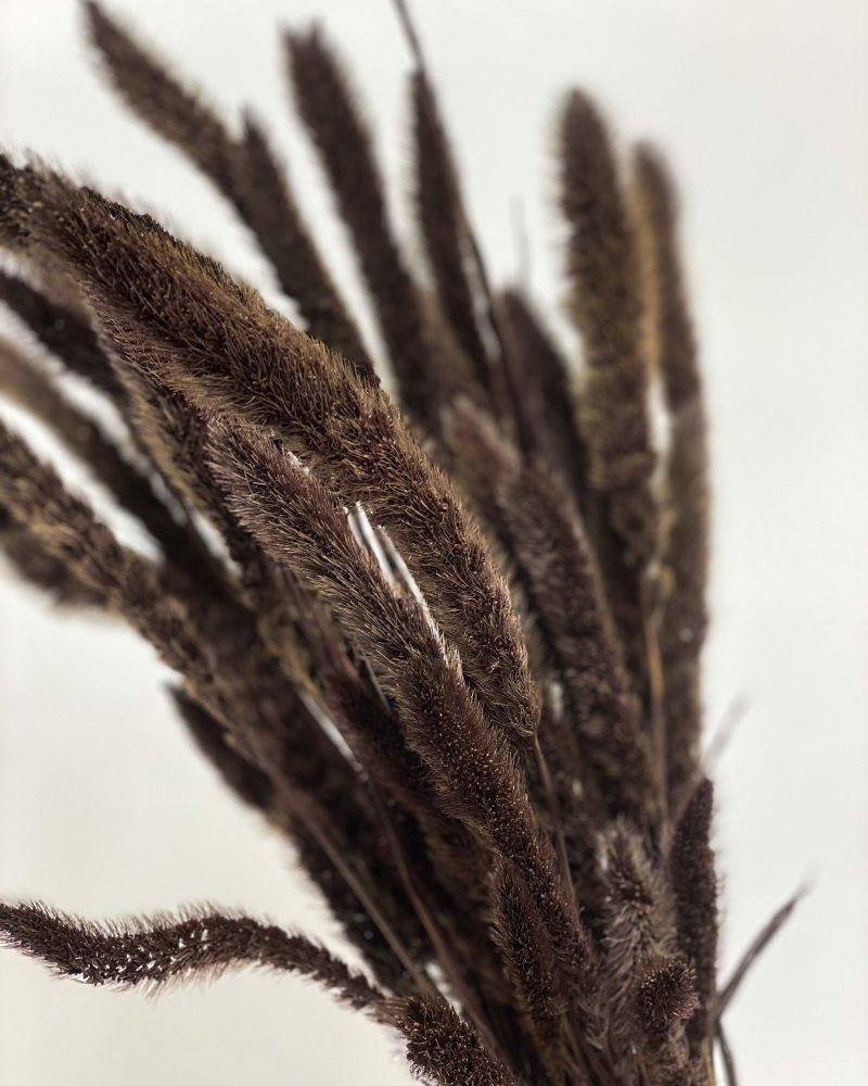 Setaria Mörkbrun – Torkade Blommor, Flora Grossist, torkade-blommor