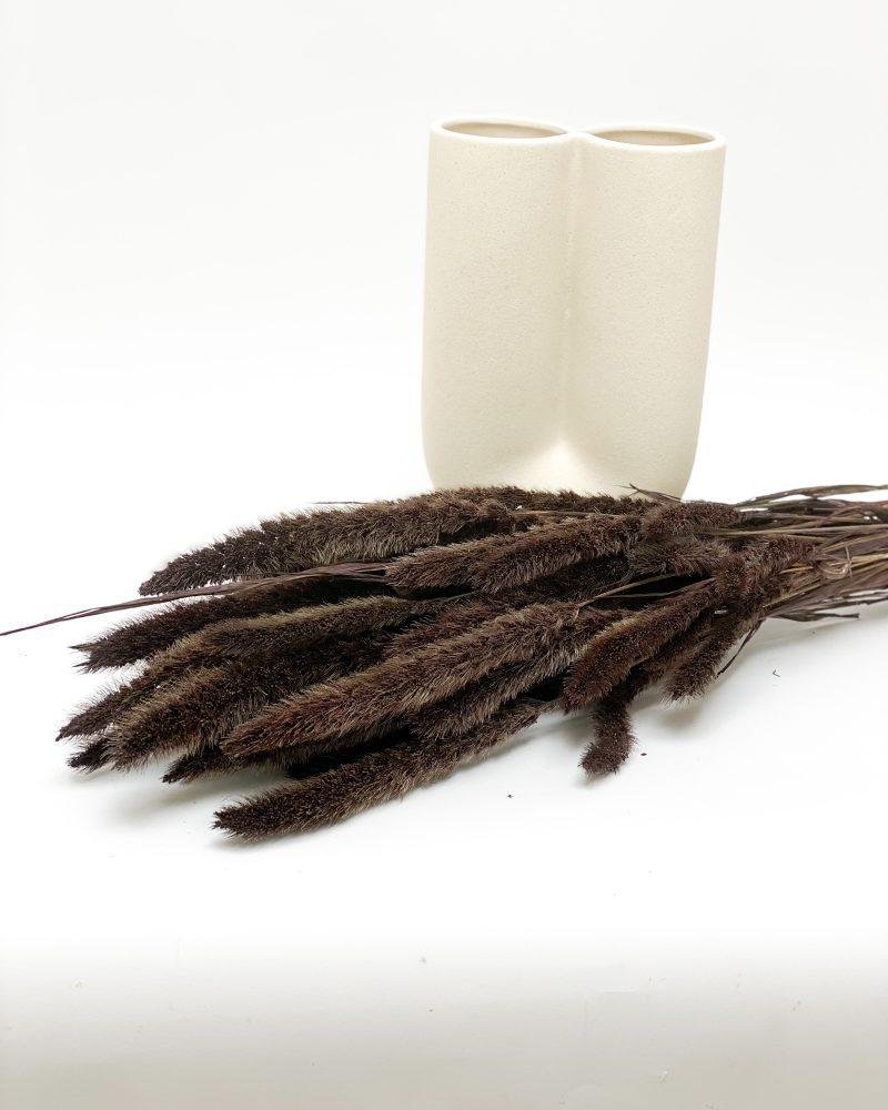 Setaria Mörkbrun – Torkade Blommor, Flora Grossist, torkade-blommor