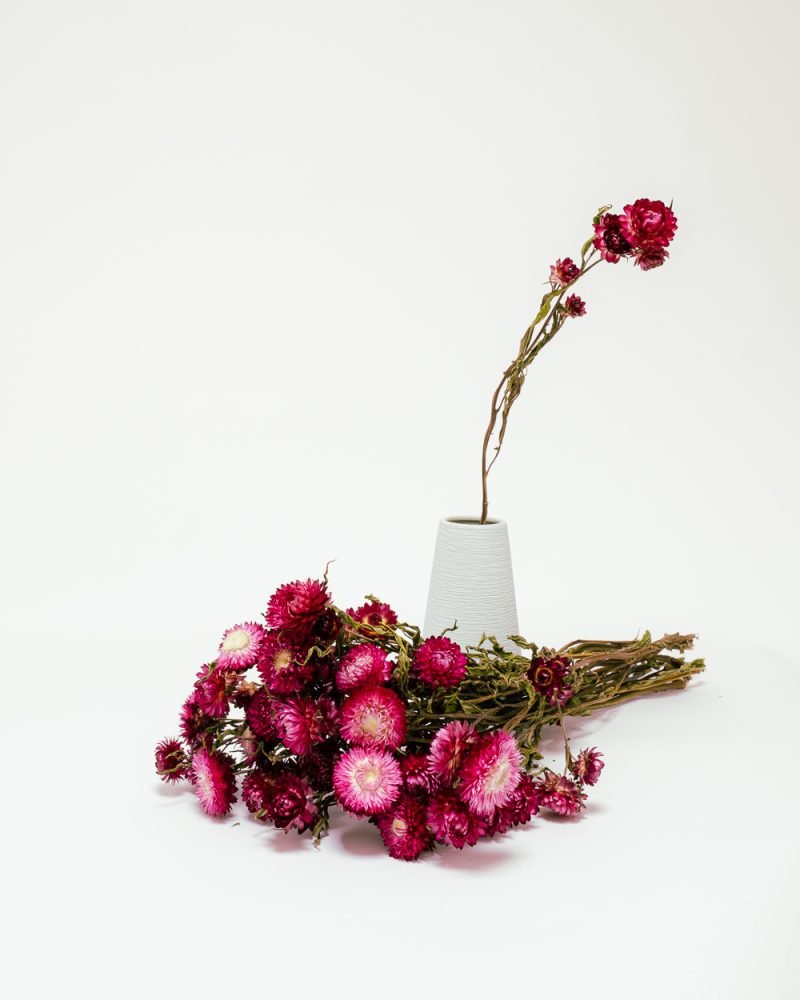 Jätte Eternell Helichrysum Mörk Rosa – Torkade Blommor, Flora Grossist, torkade-blommor