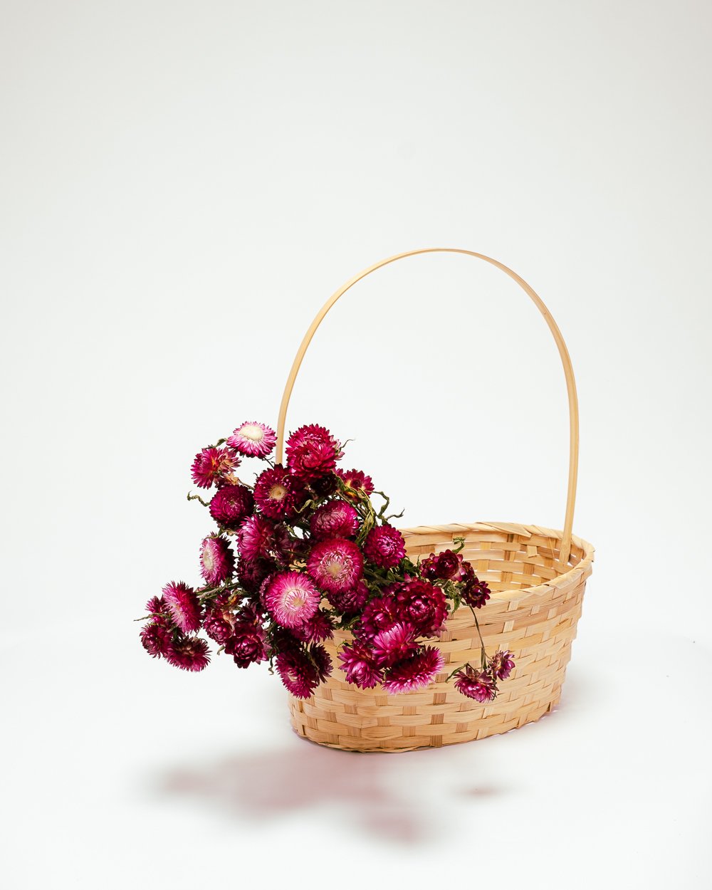 Jätte Eternell Helichrysum Mörk Rosa – Torkade Blommor, Flora Grossist, torkade-blommor