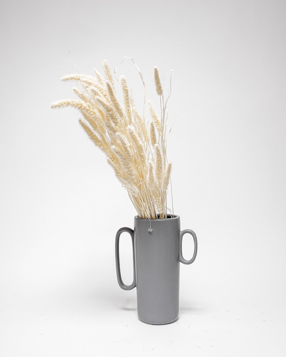 Setaria Blekt Vit – Torkade Blommor, Flora Grossist, torkade-blommor