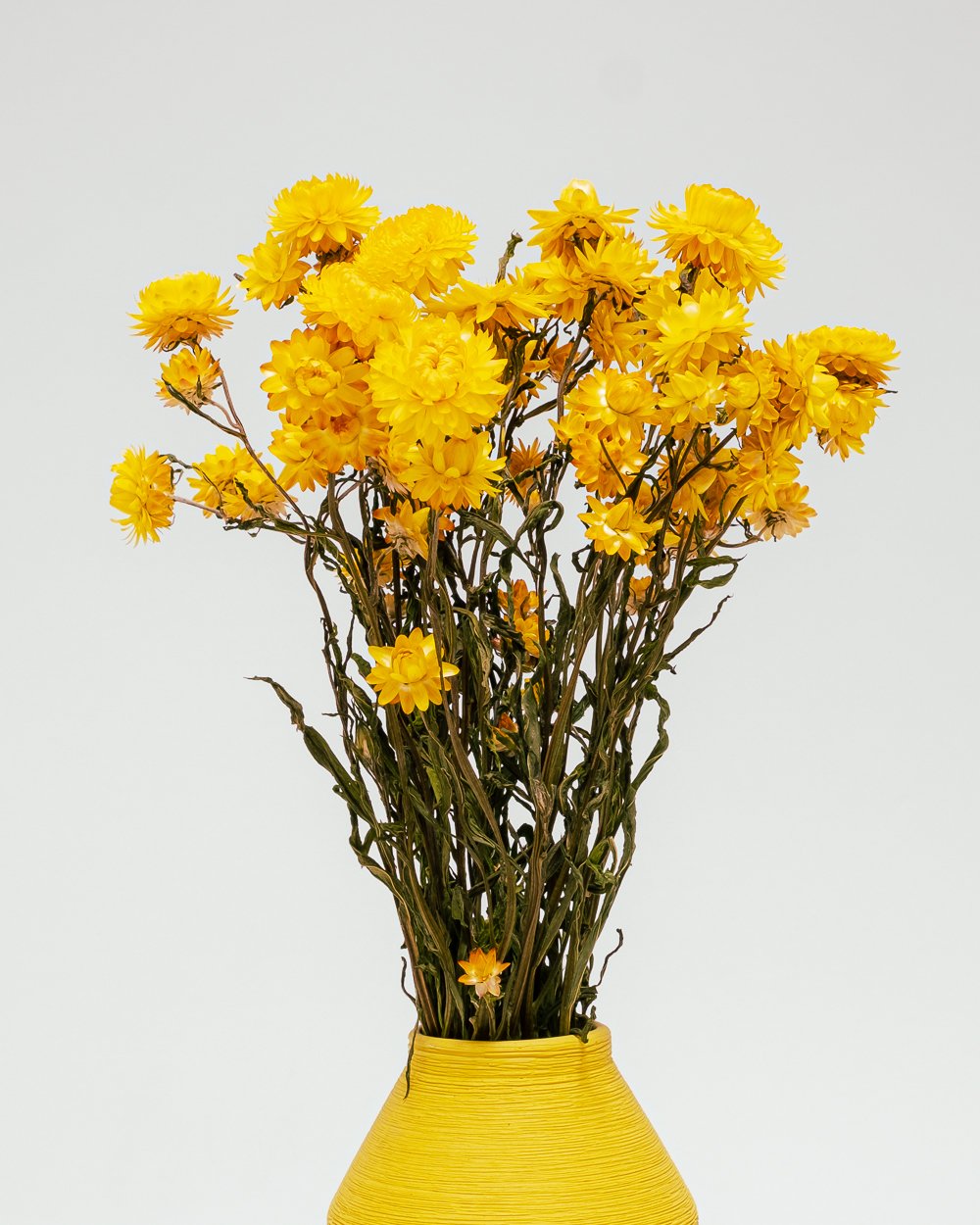 Jätte Eternell Helichrysum Gul – Torkade Blommor, Flora Grossist, torkade-blommor